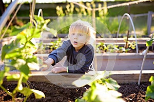 Little child is in community kitchen garden. Raised garden beds with plants in vegetable community garden