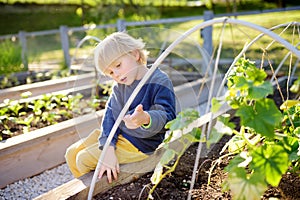 Little child is in community kitchen garden. Raised garden beds with plants in vegetable community garden