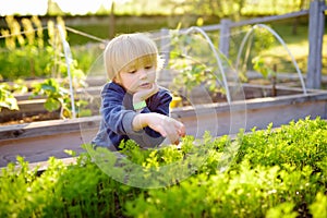 Little child is in community kitchen garden. Raised garden beds with plants in vegetable community garden