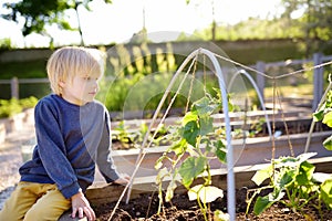 Little child is in community kitchen garden. Raised garden beds with plants in vegetable community garden