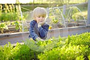 Little child is in community kitchen garden. Raised garden beds with plants in vegetable community garden. Boy is watching carrot