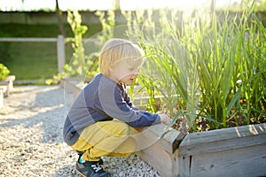 Little child is in community kitchen garden. Raised garden beds with plants in vegetable community garden. Lessons of gardening