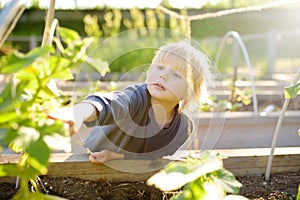 Little child is in community kitchen garden. Raised garden beds with plants in vegetable community garden. Lessons of gardening