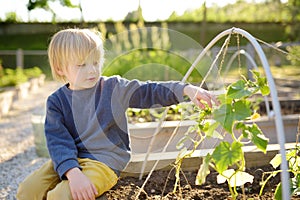 Little child is in community kitchen garden. Raised garden beds with plants in vegetable community garden. Lessons of gardening