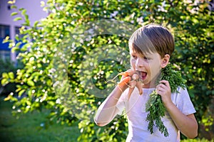 Little child eating fresh harvested ripe carrots in the garden on the planting bed in summer day