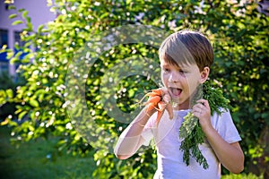 Little child eating fresh harvested ripe carrots in the garden on the planting bed in summer day