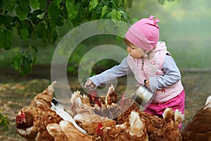 Little child enjoying feeding chicken
