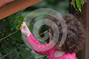 Little child feeds a Fig Parrot