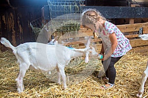 Little child feeds a goat with milk from a bottle.