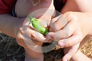 Little child hands holding green peas