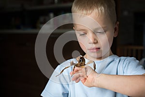 Little child looking on walking stick insect on his hands. Phasmid insect pet concept with copy space photo