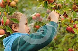 Little child picking apples