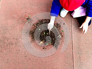 Little child playing, expolring and gardening in the garden with soil, leaves, nuts, sticks, plants, seeds during a school