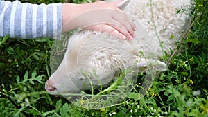Little child plays with a small sheep in the village. Girl stroking a white lamb eating grass