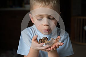 Little child with stick insect on his hands. Phasmid insect pet concept with copy space photo