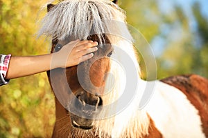 Little child stroking cute pony outdoors on sunny day, closeup