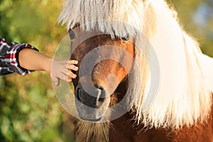 Little child stroking cute pony outdoors on sunny day, closeup
