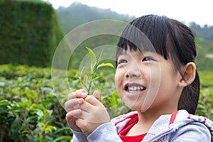 Little child at tea plantation