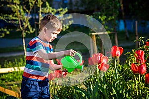 Little child walking near tulips on the flower bed in beautiful