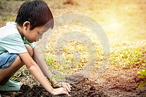 Little child were planting seedling on soil. Asian boy planting young tree