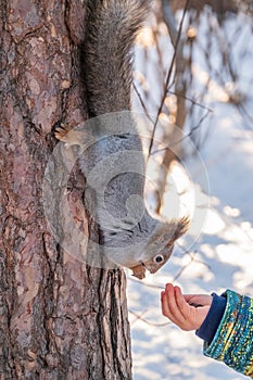 A little child in winter feeds a squirrel with a nut