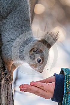 A little child in winter feeds a squirrel with a nut