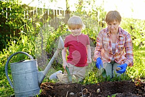Little child and woman planting potatoes in the backyard. Mommy little helper. Seasonal working in garden