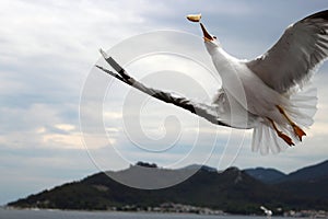 Seagull catching a piece of bread in flight