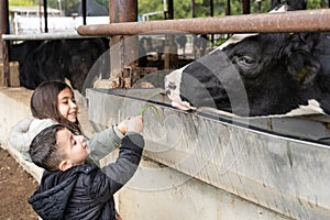 Little children feeds a cow with grass.