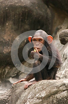 Pequeno chimpancé 