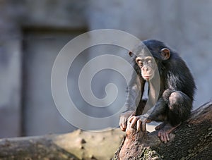 Little chimpanzee in deep thoughts or meditation