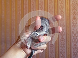 Little chinchilla is an Exotic pet with soft soft hair