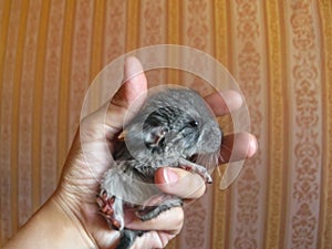 Little chinchilla is an Exotic pet with soft soft hair