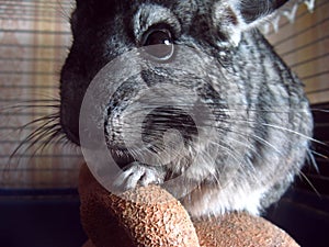 Little chinchilla is an Exotic pet with soft soft hair