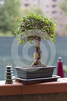 Little chinese elm as bonsai tree