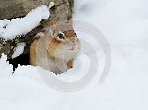 Little Chipmunk in the snow