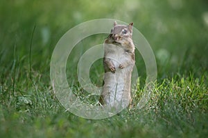 Little Chipmunk Stands up Tall in the Lawn
