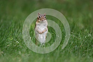 Little Chipmunk Stands up Tall in the Lawn in Fall