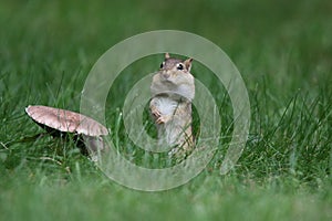 Little Chipmunk Stands up Tall in the Lawn in Fall near a toadstool