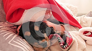 Little christmas girl and cocker spaniel puppy. Happy child in a santa hat holds a dog in his hands