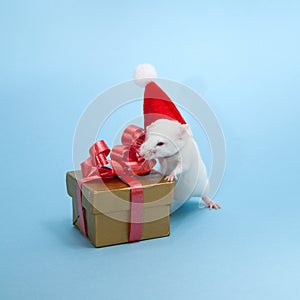 The little Christmas Mouse