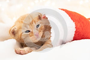 Little Christmas orange kitten lies sweet and cozy in a santa hat. Soft and cozy against the background of the New Year