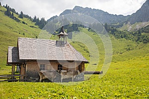 Little Church in the european alpes with cows and mountains in the background