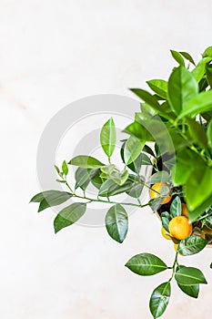 Little citrus tree or calamondin with lush green leaves and bright orange fruit in a pot. Orange, mandarin or tangerine tree.