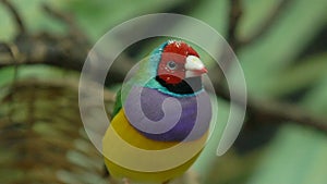 Little colorful bird Lady Gouldian finch sitting on tree branches, exotic pets