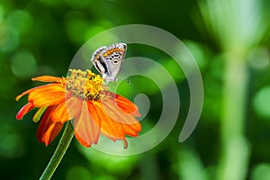 Little colorful butterfly on the orange flower