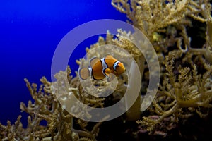 Little colorful clown fish swimming among anemones in the blue saltwater aquarium