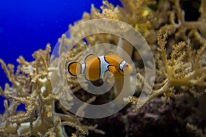 Little colorful clown fish swimming among anemones in the blue saltwater aquarium