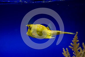 Little colorful clown fish swimming among anemones in the blue saltwater aquarium