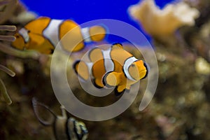 Little colorful clown fish swimming among anemones in the blue saltwater aquarium